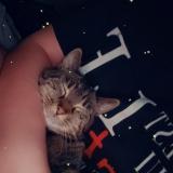 Picture of cat lost at Gosnay