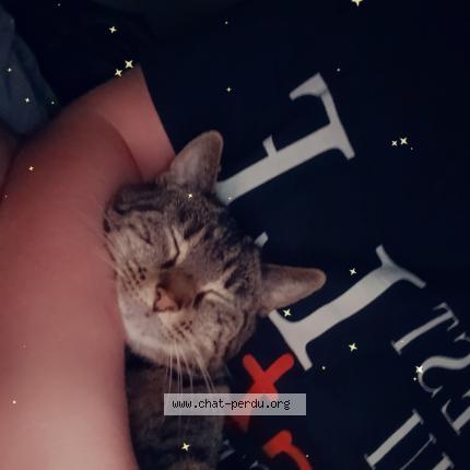 Photo 1/1 Lolo Chat lost in Gosnay