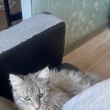 Picture of cat lost at Les Martres De Veyre