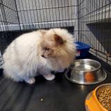 Picture of cat lost at St Cyr Sur Loire