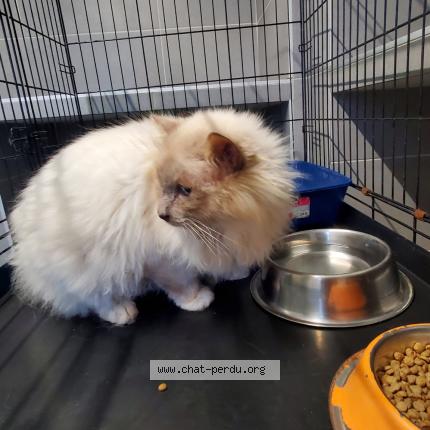 Photo 1/1 rio Chat lost in St cyr sur loire