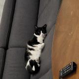 Picture of cat lost at Saint Julien Les Metz