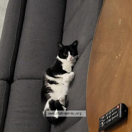 Photo 1/1 Tao Chat lost in Saint julien les metz