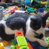 Picture of cat lost at Rouen