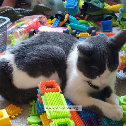 Photo 1/1 MARA Chat lost in Rouen