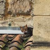 Picture of cat found at Bordeaux