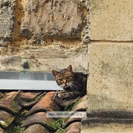 Photo 1/1 Found cat Found in Bordeaux