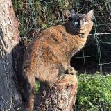 Picture of cat lost at Cambes En Plaine