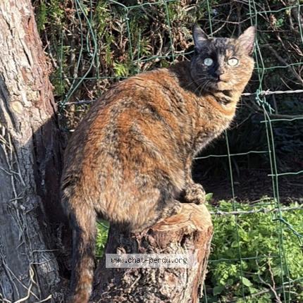 Photo 1/1 POPPY Chat lost in Cambes en plaine