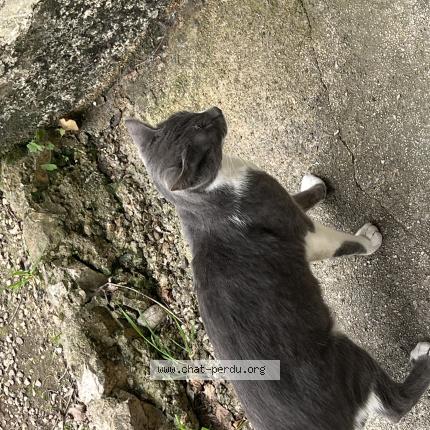 Photo 2/2 Found cat Found in Marseille