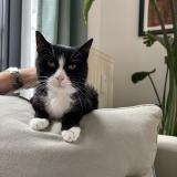 Picture of cat lost at Molenbeek Saint Jean