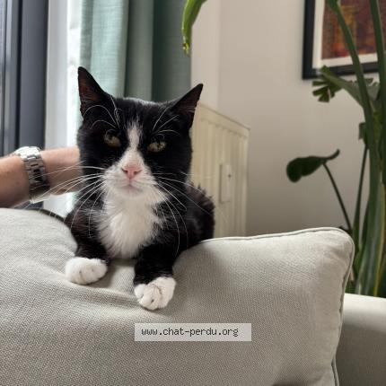 Photo 1/1 Eden Alemayehu Yamir Chat lost in Molenbeek saint jean