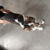 Picture of cat found at Velaux