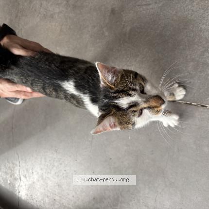 Photo 1/1 Cat reunited Found in Velaux