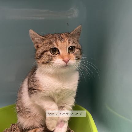 Photo 1/1 Found cat Found in Danze