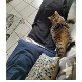 Picture of cat lost at Brioude