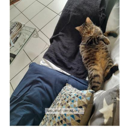 Photo 1/1 Noisette Chat lost in Brioude
