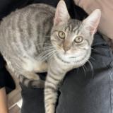 Picture of cat lost at Albi