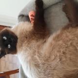 Picture of cat lost at Concarneau