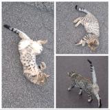 Picture of cat lost at Saint Sauveur Le Vivomte