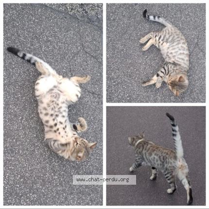 Photo 1/1 Grizou Chat lost in Saint sauveur le vivomte