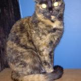 Picture of cat lost at Villiers Sur Yonne