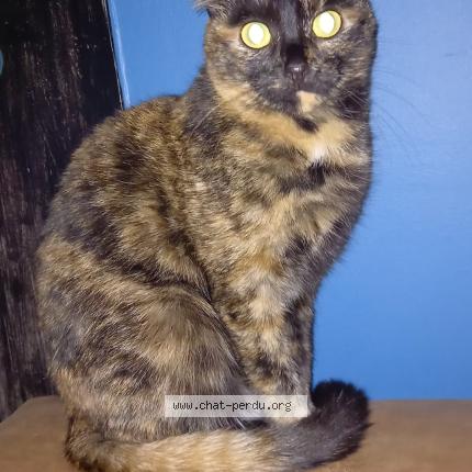 Photo 1/1 Cat reunited Lost in Villiers sur yonne