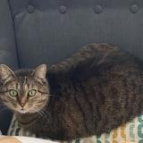 Picture of cat lost at Brou