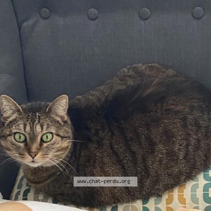 Photo 1/1 Rina Chat lost in Brou