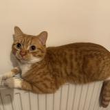 Picture of cat lost at Pleuven