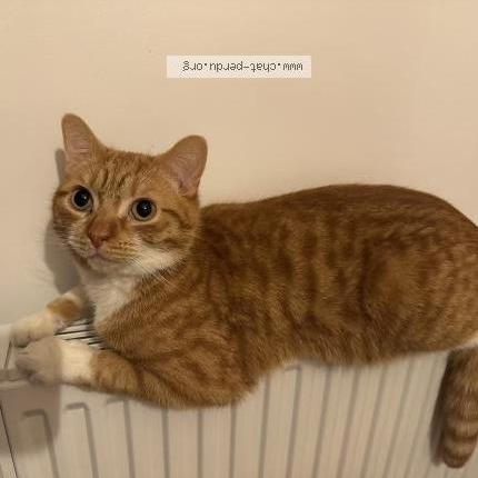 Photo 1/1 Neige Chat lost in Pleuven