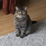 Picture of cat lost at Saint Hubert