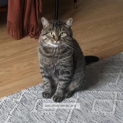 Photo 1/1 Toupetit Chat lost in Saint hubert