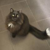 Picture of cat lost at Biercee