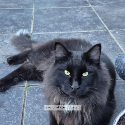 Photo 2/2 Maurice Chat lost in Biercee