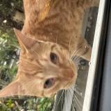 Picture of cat found at Tournefeuille