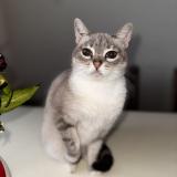 Picture of cat lost at Saint Avit Saint Nazaire