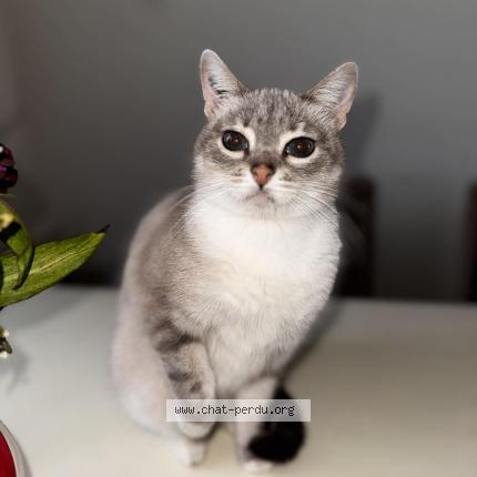 Photo 1/1 Plume Chat lost in Saint avit saint nazaire