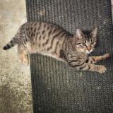 Picture of cat lost at Saint Denoual