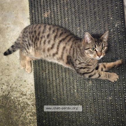 Photo 1/1 Canaillou Chat lost in Saint denoual