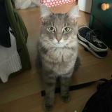 Picture of cat lost at Gatineau