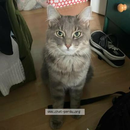 Photo 1/1 Artémis Chat lost in Gatineau