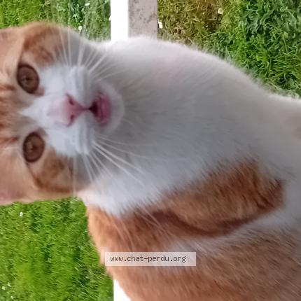 Photo 1/1 Found cat Found in Saint sebastien sur loire franc