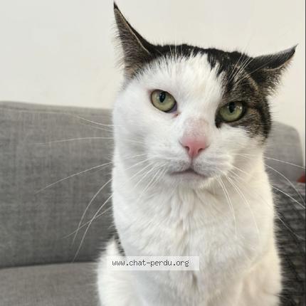 Photo 1/1 chatouille Chat lost in Nice