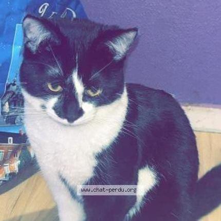 Photo 1/2 Vador Chat lost in Douai