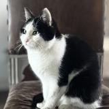 Picture of cat lost at Saint Martin Du Vieux Belleme