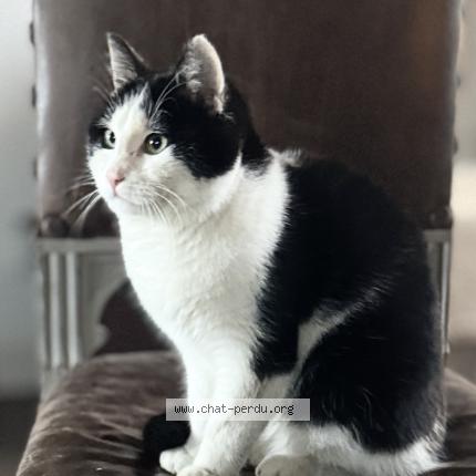 Photo 1/1 Chess Chat lost in Saint martin du vieux belleme