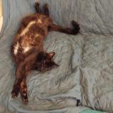 Picture of cat lost at Choisy Le Roi