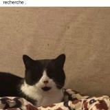 Picture of cat found at Dampierre En Burly