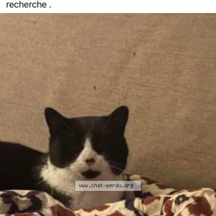 Photo 1/1 Found cat Found in Dampierre en burly